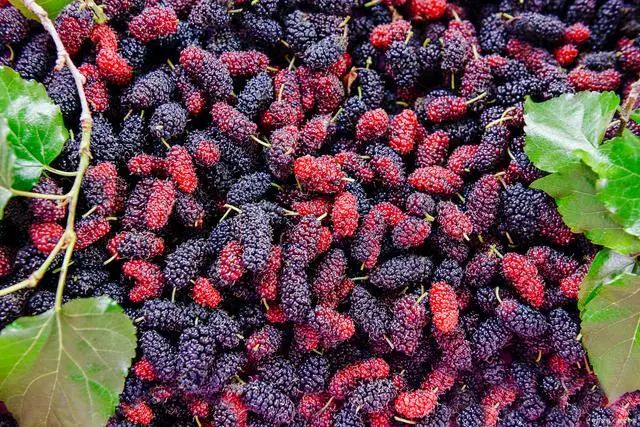 泡酒桑葚方法竅門_桑葚泡酒的方法_泡酒桑葚方法視頻