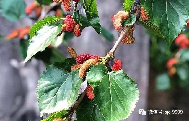 桑葚熟了，泡酒正當(dāng)時(shí)，滋補(bǔ)又好喝，配方和