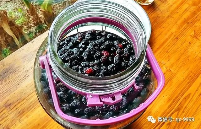 泡桑葚酒功效與作用_泡桑葚酒的做法配方_泡桑葚酒的步驟