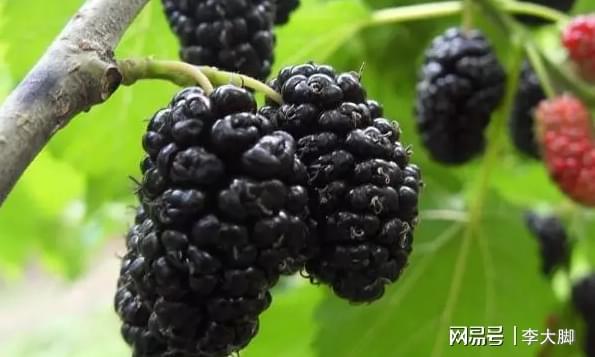 泡酒用新鮮桑葚還是桑葚干_泡酒的桑葚怎么吃_新鮮桑葚泡酒的方法和配比