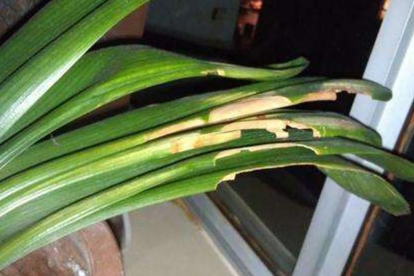 君子蘭澆啤酒有什么好處？怎么澆？多久澆一