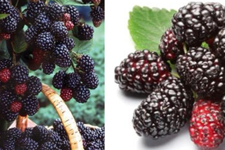 請問桑葚泡酒對人體有什么好處_桑葚泡酒有什么好處_泡桑葚酒的好處