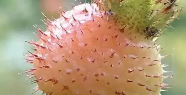 釀酒工藝：刺梨泡酒喝的功效和作用