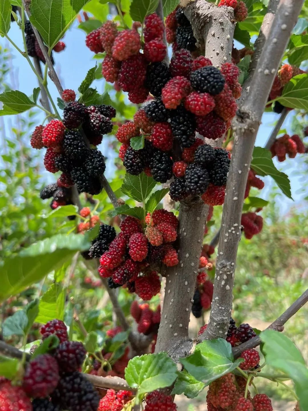 新桑葚泡酒的功效和作用_桑葚泡酒有什么藥用價值_泡酒桑葚的功效與作用